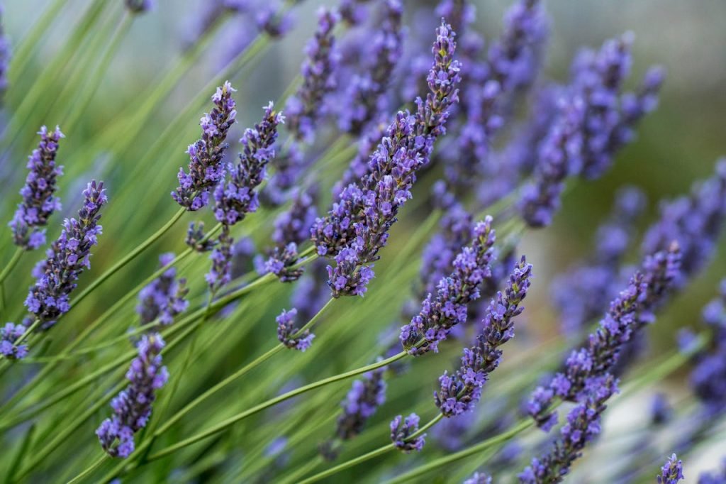 pexels photo 8547929 Beautiful close-up of lavender flowers with blurred green background, highlighting the bloom in Wenatchee, WA garden.